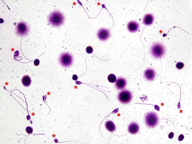 Clinical Pathology